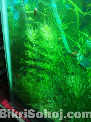 Low tech Aquarium Plants
